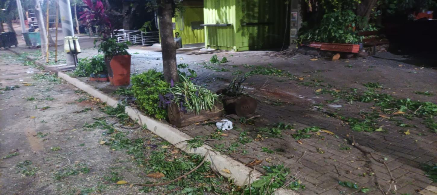 Terceirizada da CPFL realiza poda de árvore na Rua do Porto e gera danos à micro empresario local