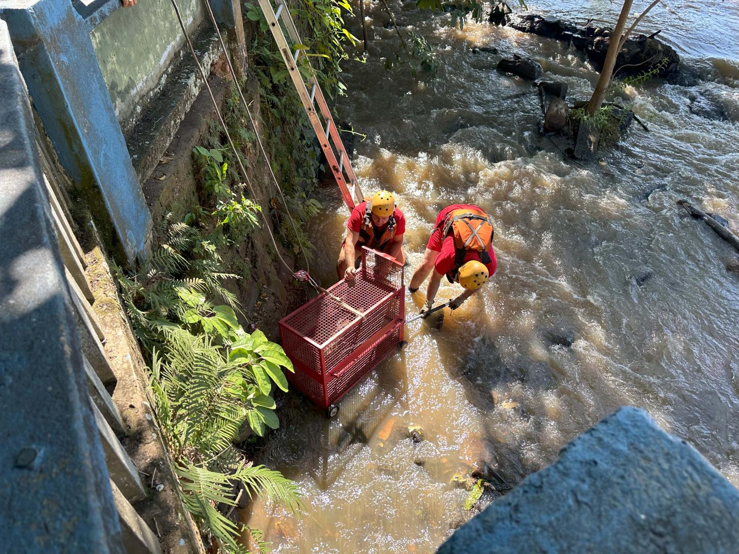 Capivara é resgatada do rio Piracicaba e enviada para cuidados na Associação Mata Ciliar