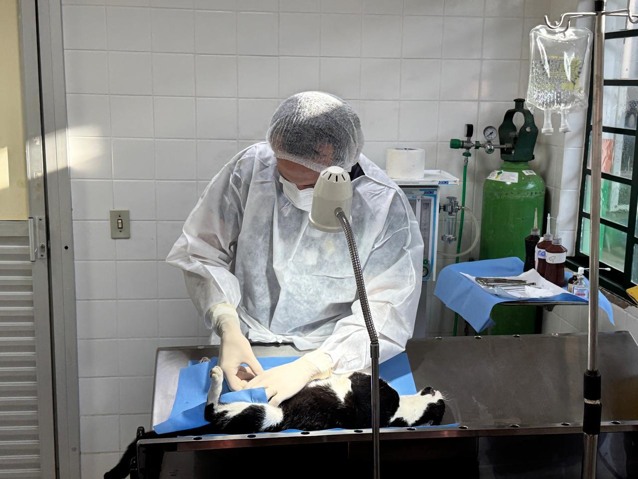 Prefeitura aumenta número de gatos castrados