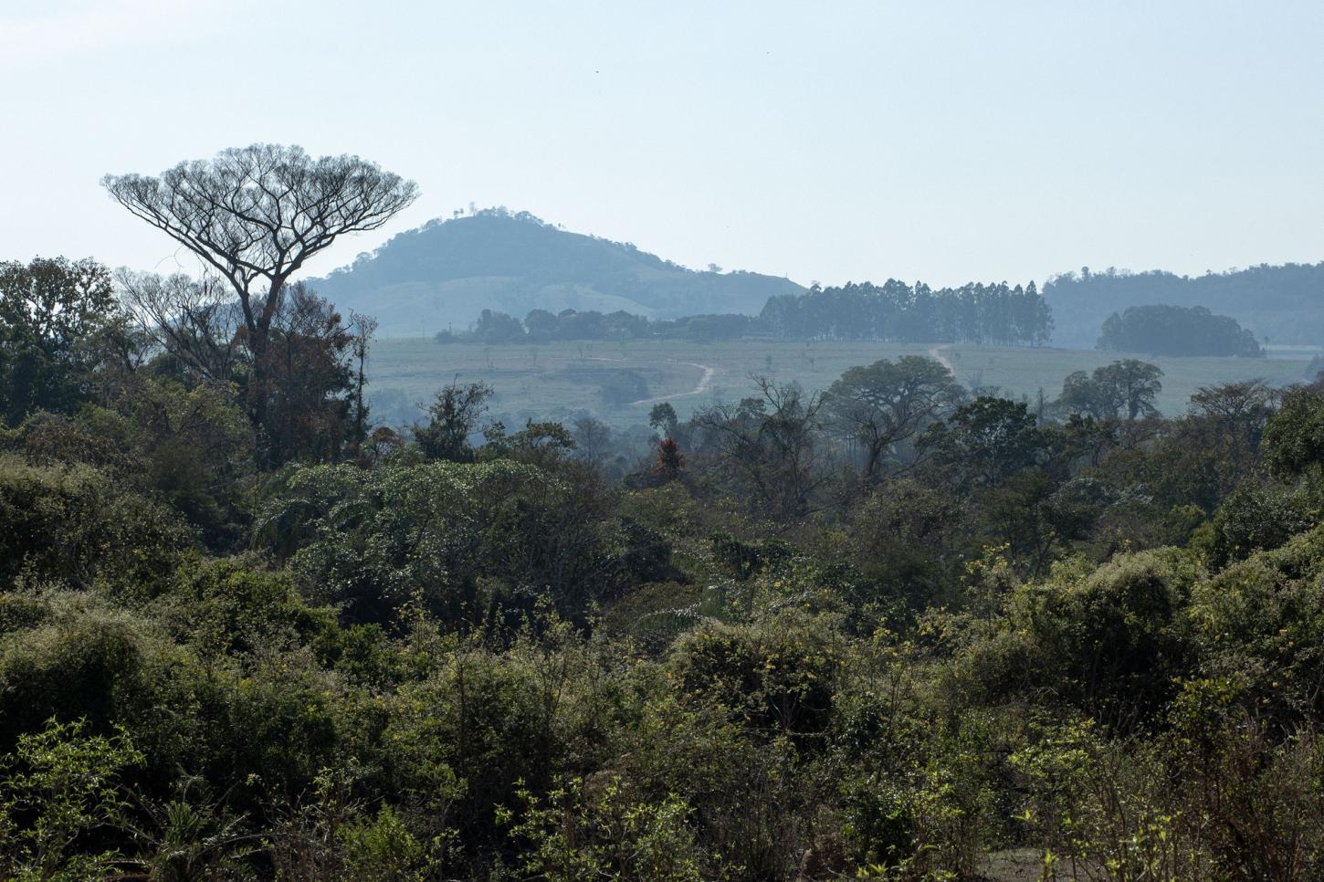 Prefeitura promove amanhã, 23/08, workshop sobre conservação da Mata Atlântica e do Cerrado
