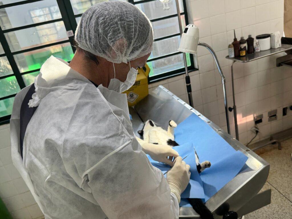 Prefeitura promove campanha de castração gratuita para cães e gatos