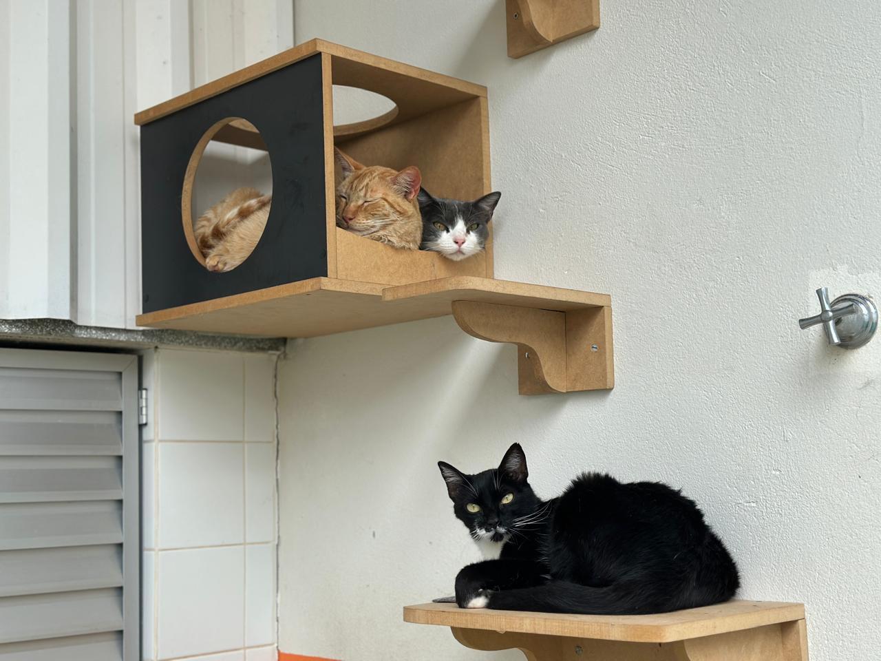 Gatos acolhidos pela Divisão de Proteção Animal ganham playground vertical