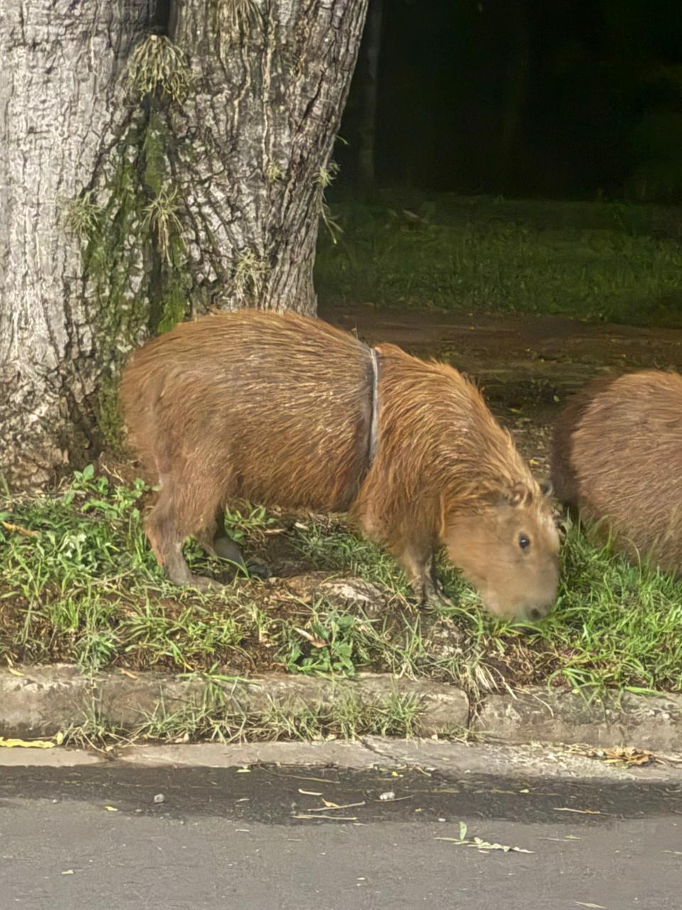  Prefeitura estrutura área para manejo de capivara com artefato preso ao tórax