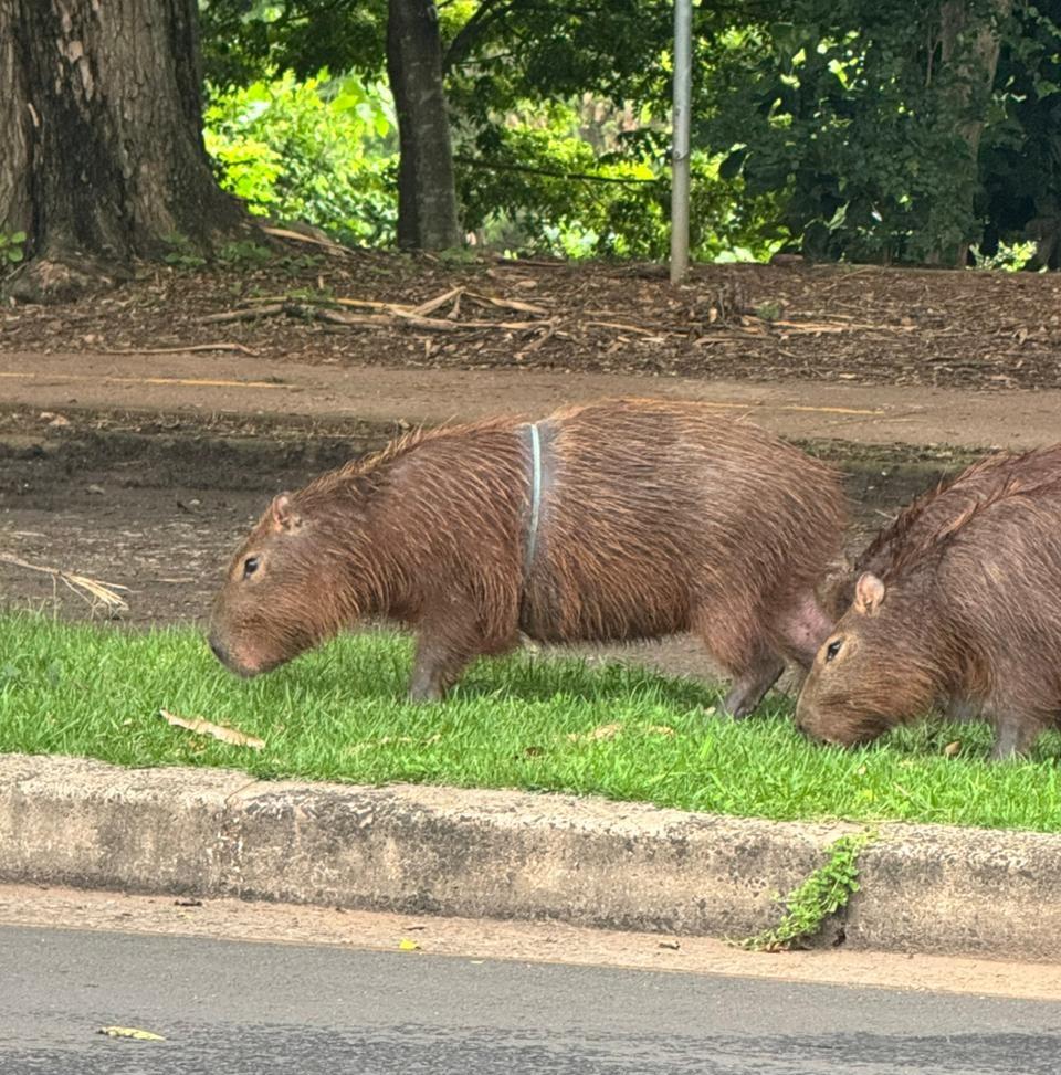 Ação da Prefeitura, Bombeiros e voluntários remove artefato que estava preso ao corpo de capivara