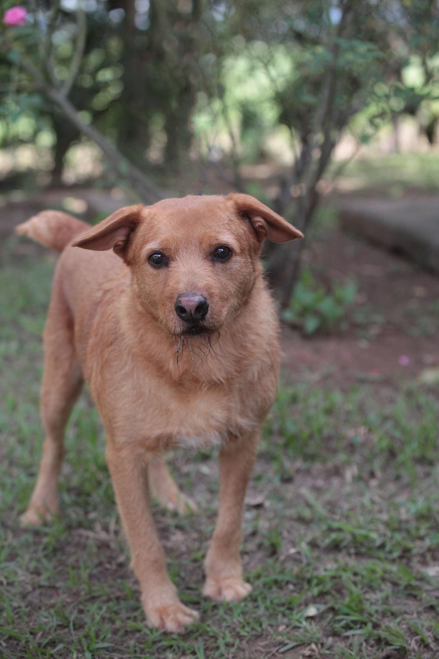 Mutirão para castração gratuita de cães e gatos começa amanhã; ainda há vagas