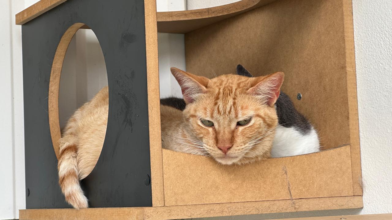 Novo mutirão abre 1.500 vagas para castração gratuita de cães e gatos em Piracicaba