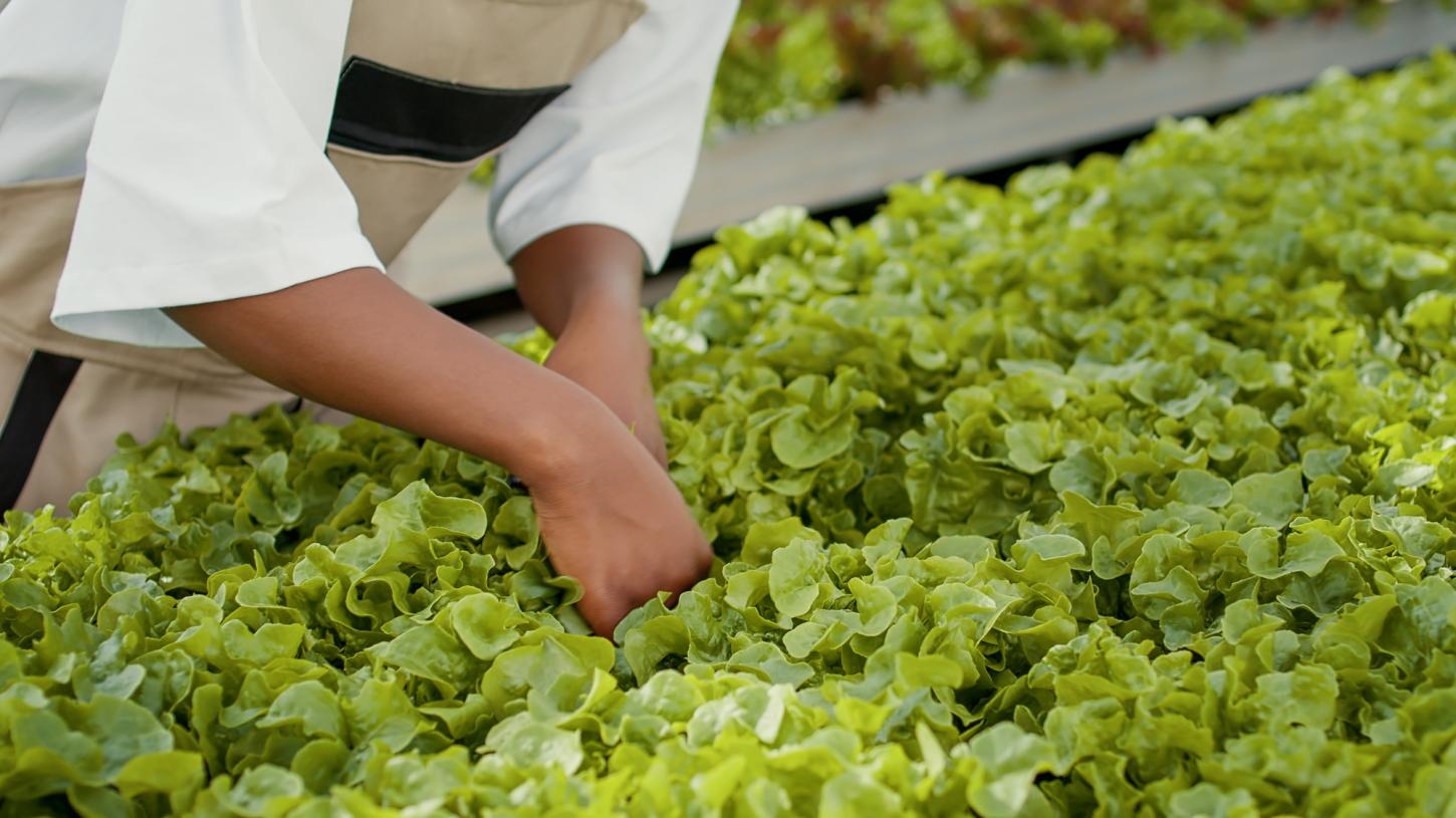 Hortitec movimenta setor agrícola e oferece oportunidades para produtores rurais da região