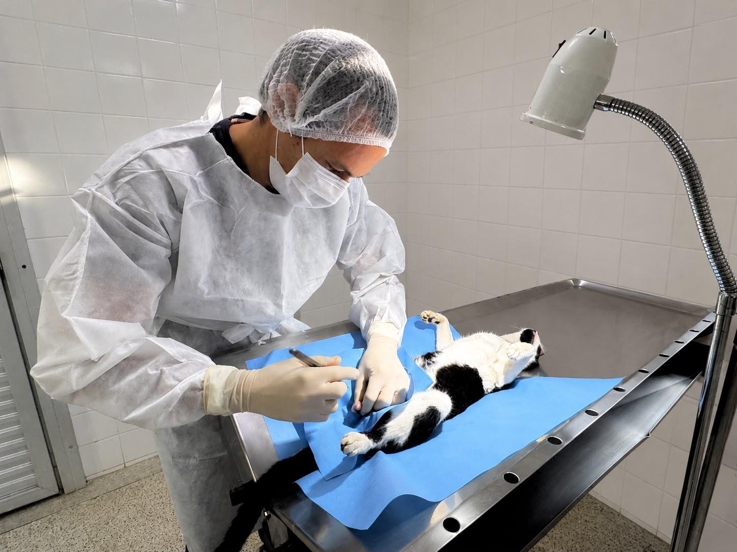 Tutores de cães e gatos podem solicitar castração gratuita de seus animais