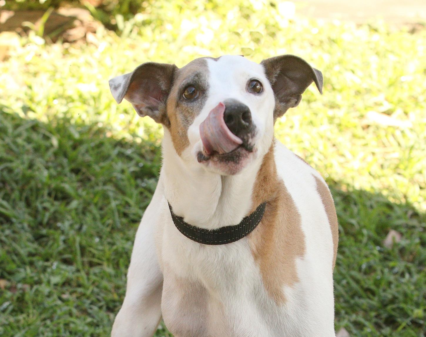 Agendamento de castração de animais passa a ser feito pelo sistema Sem Papel a partir de segunda-feira, 28/09