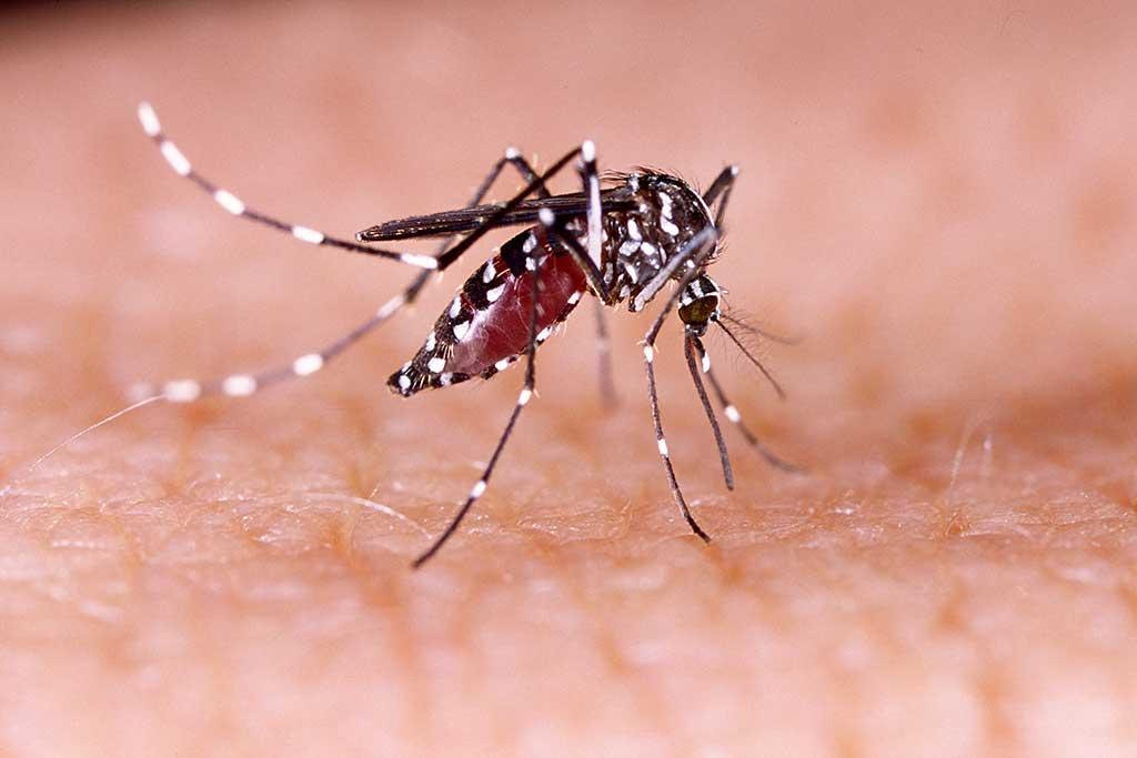 Chuvas aumentam risco de criadouros e reforçam alerta para prevenção da dengue em Piracicaba