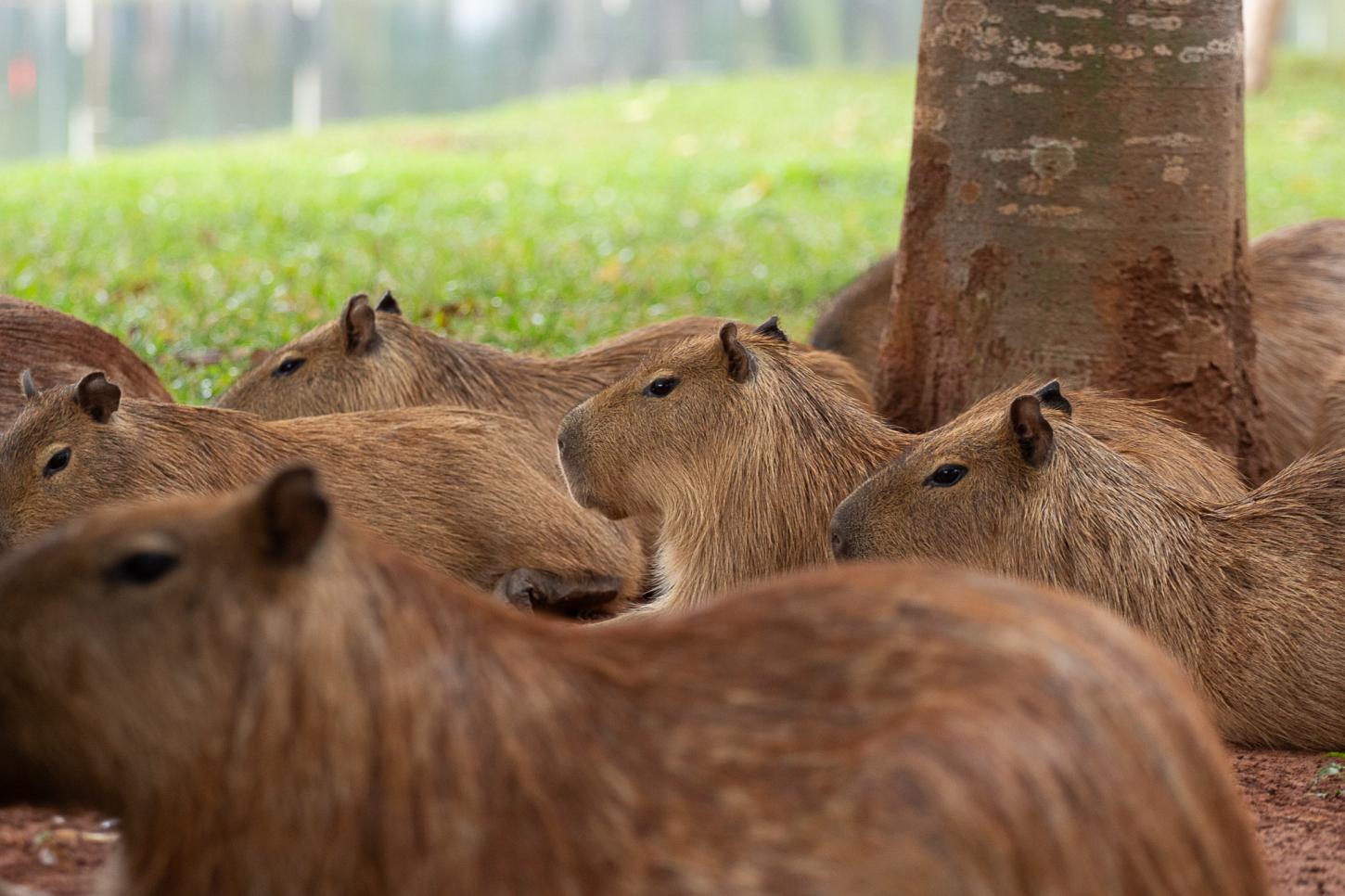 Esterilização de capivaras aguarda licenciamento ambiental para início das ações