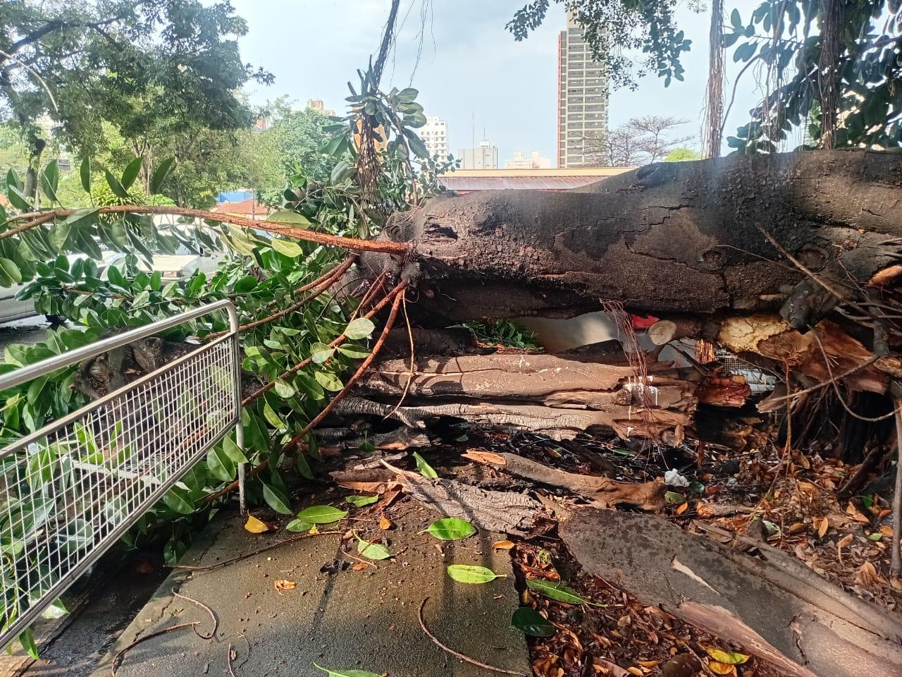 Parte de uma árvore desaba em veículo na Avenida Armando Salles...