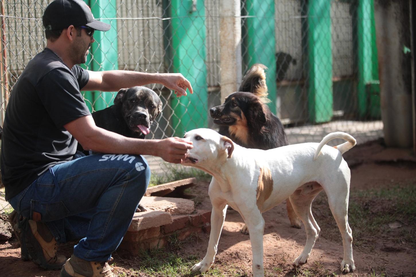 Cadastro busca dar visibilidade ao trabalho de protetores de animais em Piracicaba