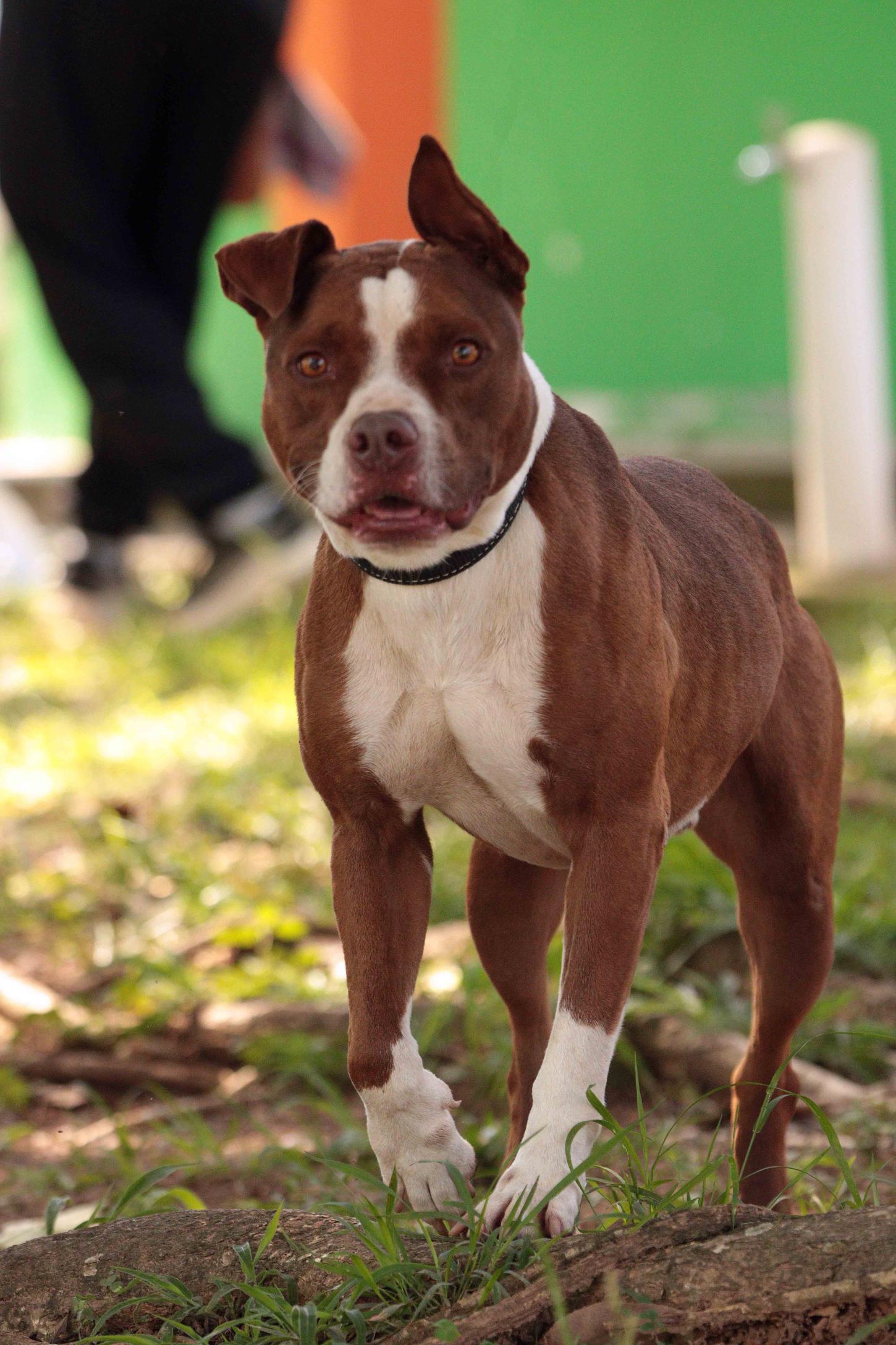 Divisão de Proteção e Bem-Estar Animal realiza cadastro para mapear protetores em Piracicaba