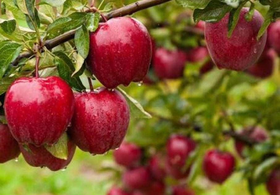 Maçã com casca ou em suco? Nutricionista explica o que muda no organismo