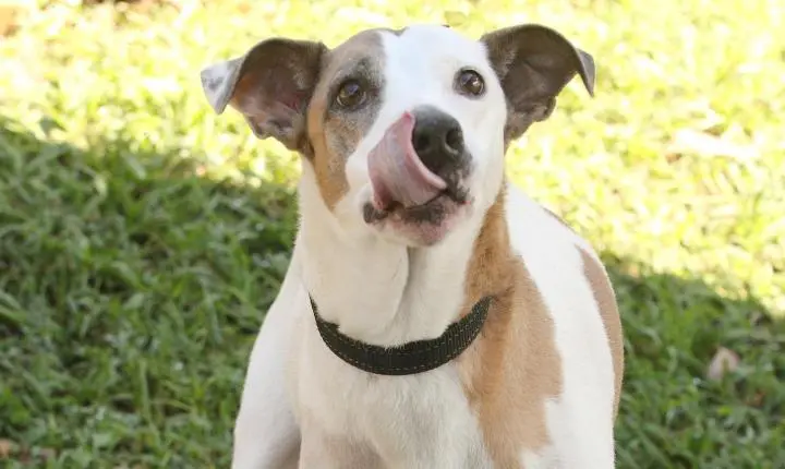 Agendamento de castração de animais passa a ser feito pelo sistema Sem Papel a partir de segunda-feira, 28/09