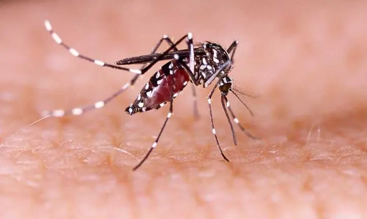 Chuvas aumentam risco de criadouros e reforçam alerta para prevenção da dengue em Piracicaba