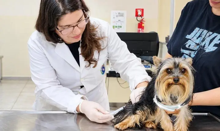 Dia Mundial contra a Raiva alerta para cuidados com morcegos e vacinação de cães e gatos em Piracicaba