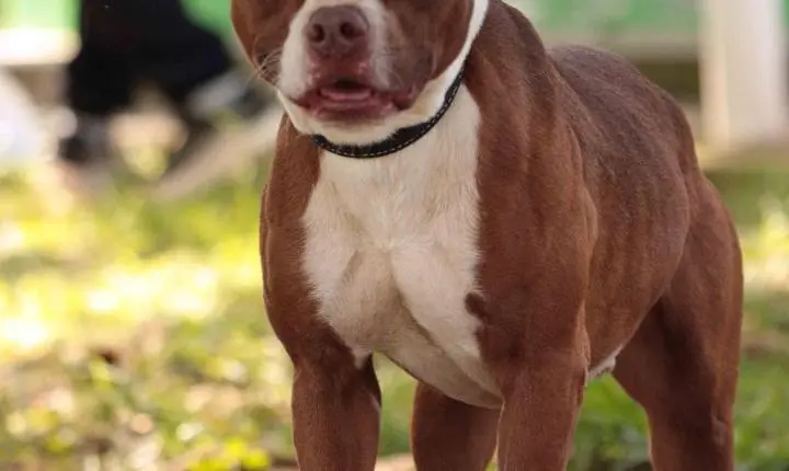 Divisão de Proteção e Bem-Estar Animal realiza cadastro para mapear protetores em Piracicaba