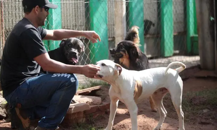 Feira de adoção busca novos lares para 60 cães e 50 gatos resgatados