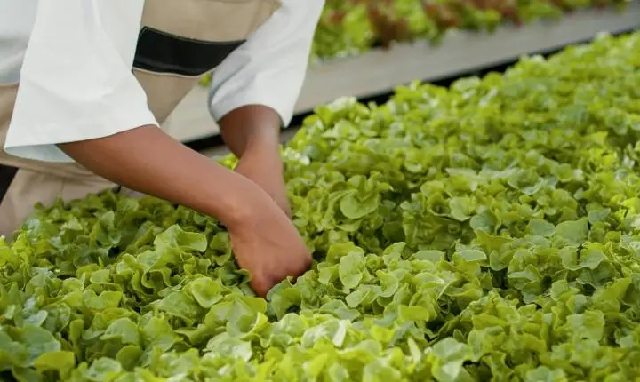 Hortitec movimenta setor agrícola e oferece oportunidades para produtores rurais da região