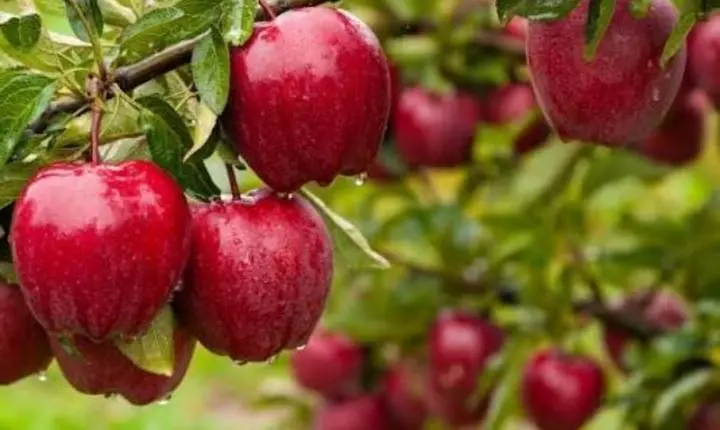 Maçã com casca ou em suco? Nutricionista explica o que muda no organismo
