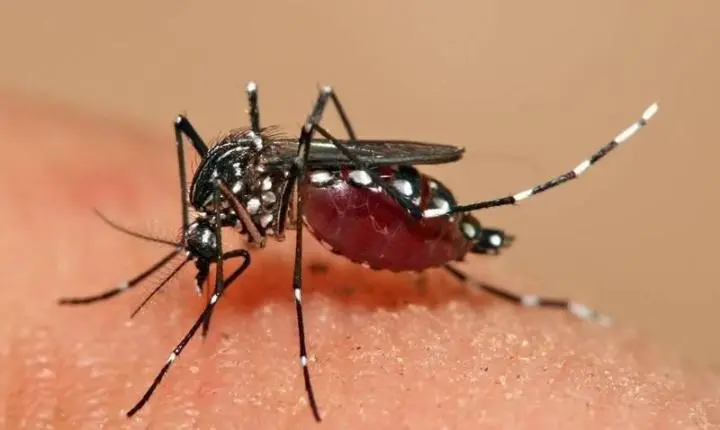 Mudanças climáticas ampliam áreas de transmissão de doenças infecciosas no Brasil, aponta estudo