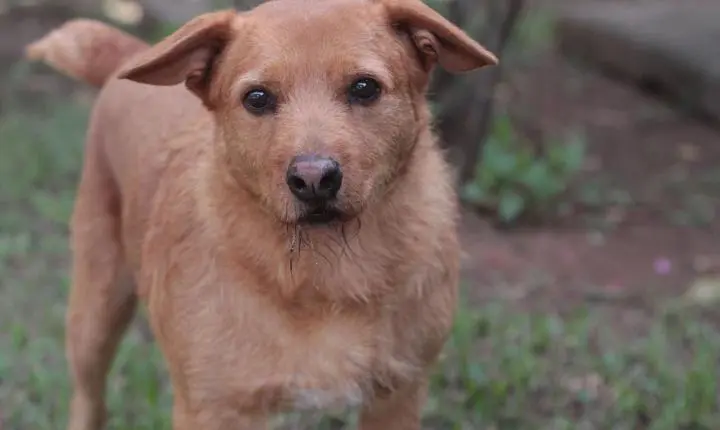 Mutirão para castração gratuita de cães e gatos começa amanhã; ainda há vagas