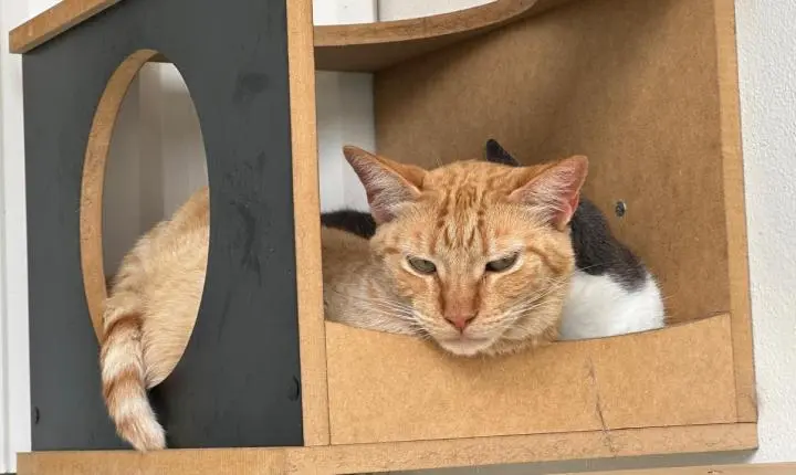 Novo mutirão abre 1.500 vagas para castração gratuita de cães e gatos em Piracicaba