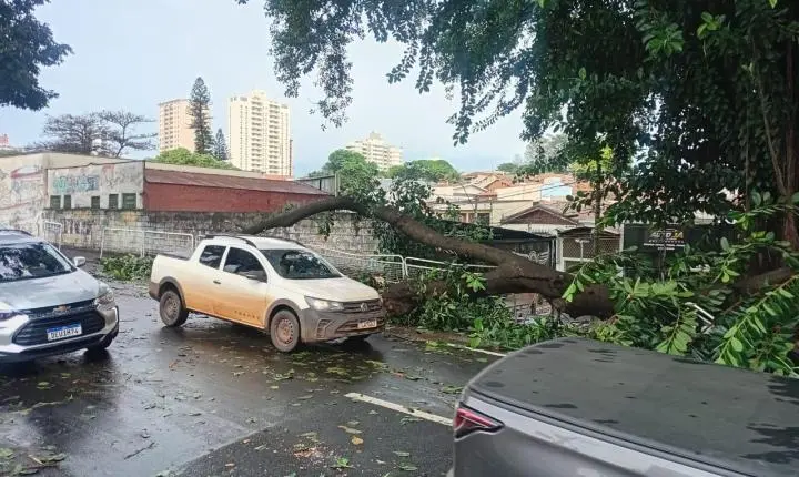 Parte de uma árvore desaba em veículo na Avenida Armando Salles...