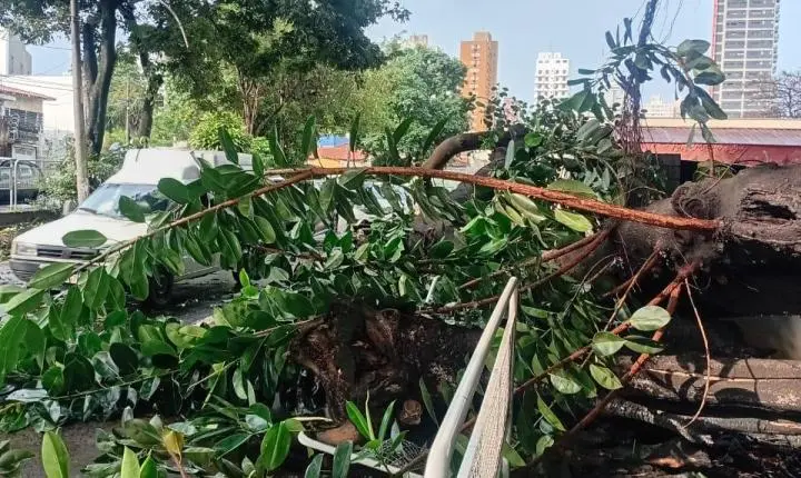 Parte de uma árvore desaba em veículo na Avenida Armando Salles...