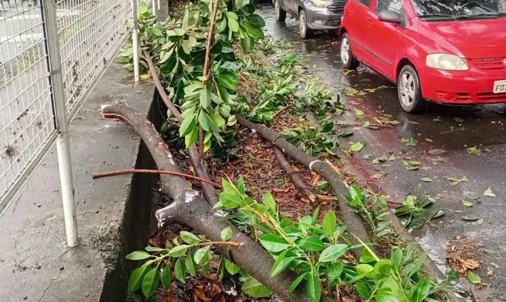 Parte de uma árvore desaba em veículo na Avenida Armando Salles...