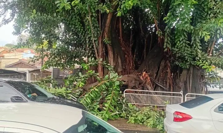 Parte de uma árvore desaba em veículo na Avenida Armando Salles...