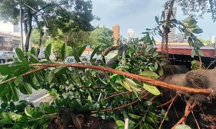 Parte de uma árvore desaba em veículo na Avenida Armando Salles...