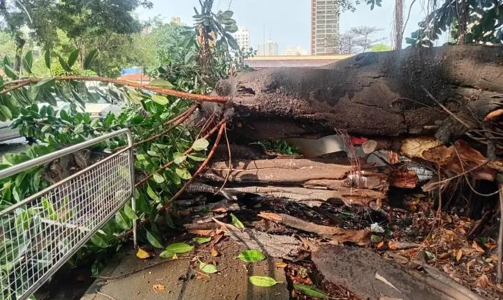 Parte de uma árvore desaba em veículo na Avenida Armando Salles...