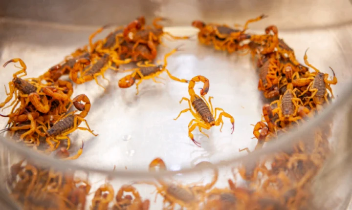 Picada de cobra ou escorpião: saiba o que fazer nos primeiros minutos e onde buscar atendimento em Piracicaba
