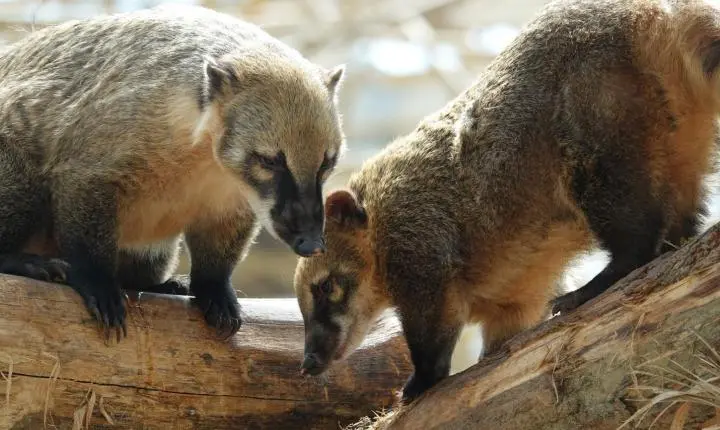 Presença de quatis e saruês em áreas urbanas exige cuidados da população