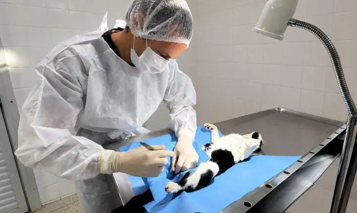 Tutores de cães e gatos podem solicitar castração gratuita de seus animais